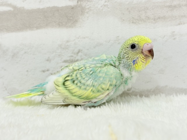 【最新画像更新🪄】トレードマークは背中の模様さっ🐣☆セキセイインコ(パステルカラーレインボースパングル) ヒナ セキセイインコ