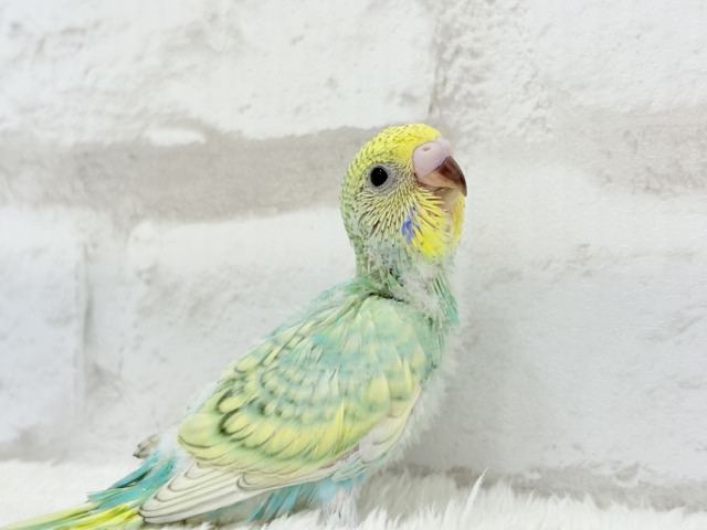 【最新画像更新🪄】トレードマークは背中の模様さっ🐣☆セキセイインコ(パステルカラーレインボースパングル) ヒナ セキセイインコ