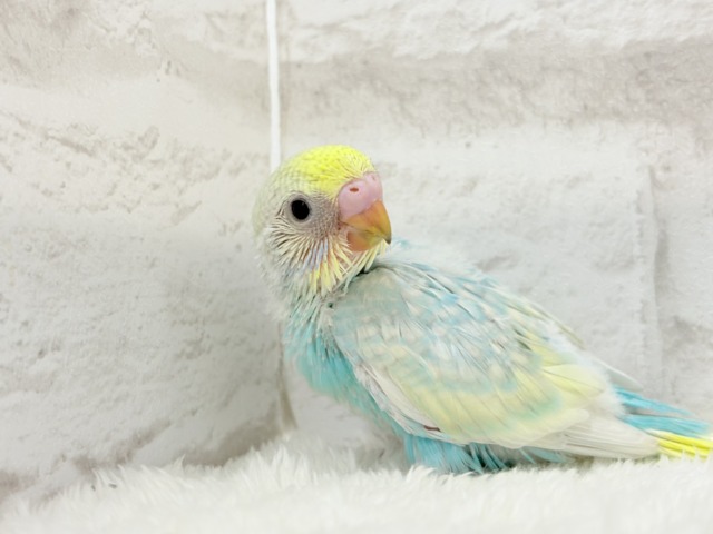 【最新画像更新🪄】暑い季節にしゅわしゅわソーダ🍸🫧セキセイインコ(パステルレインボー) ヒナ セキセイインコ
