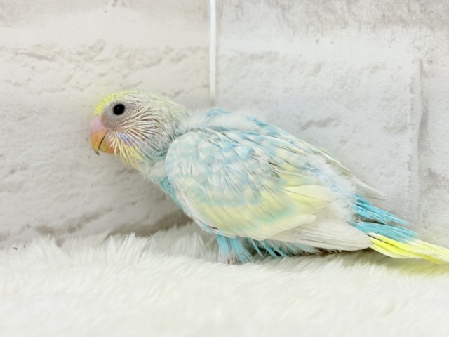 【最新画像更新🪄】暑い季節にしゅわしゅわソーダ🍸🫧セキセイインコ(パステルレインボー) ヒナ セキセイインコ