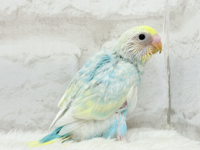【最新画像更新🪄】暑い季節にしゅわしゅわソーダ🍸🫧セキセイインコ(パステルレインボー) ヒナ セキセイインコ