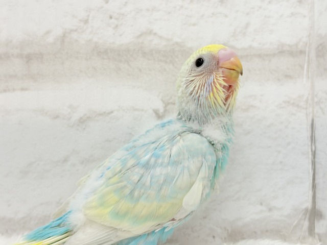 【最新画像更新🪄】暑い季節にしゅわしゅわソーダ🍸🫧セキセイインコ(パステルレインボー) ヒナ セキセイインコ