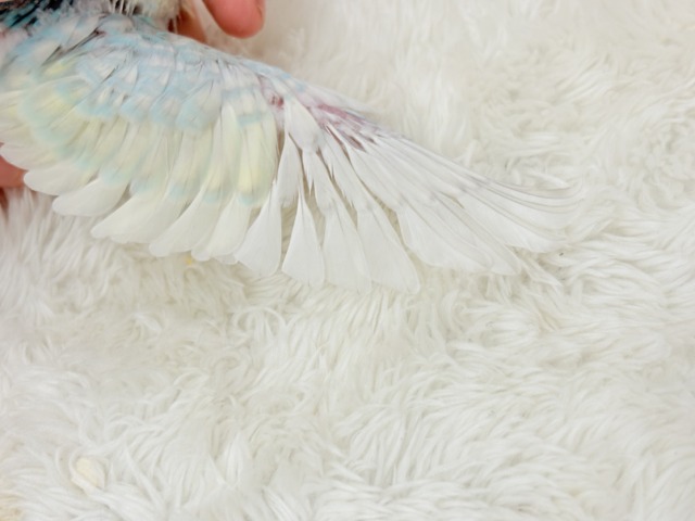 【最新画像更新🪄】暑い季節にしゅわしゅわソーダ🍸🫧セキセイインコ(パステルレインボー) ヒナ セキセイインコ