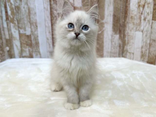 ネヴァマスカレード
