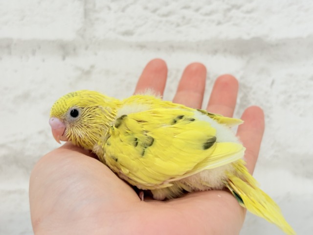 ふわっと♬のりのりたまたま🐣💛セキセイインコ(黄色ハルクイン) ヒナ セキセイインコ