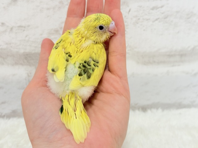 ふわっと♬のりのりたまたま🐣💛セキセイインコ(黄色ハルクイン) ヒナ セキセイインコ