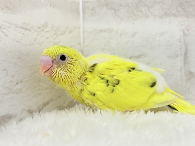 ふわっと♬のりのりたまたま🐣💛セキセイインコ(黄色ハルクイン) ヒナ セキセイインコ