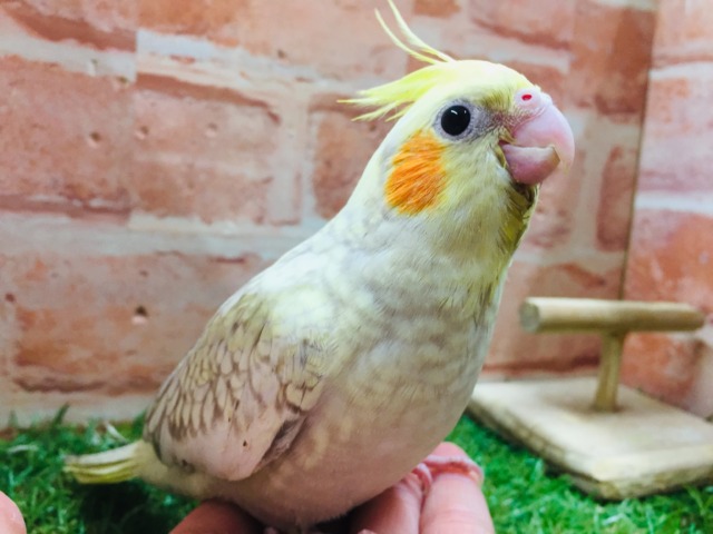 シナモンパールカラーのオカメちゃんがやってきましたよ~💛💛 オカメインコ オカメインコ