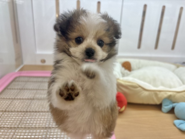 シープー