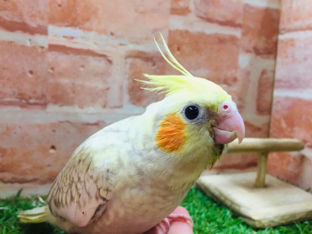 シナモンパールカラーのオカメちゃんがやってきましたよ~💛💛 オカメインコ オカメインコ