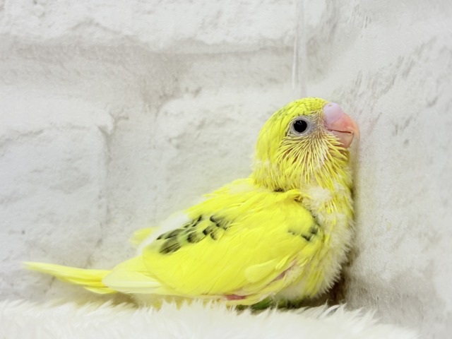 ふわっと♬のりのりたまたま🐣💛セキセイインコ(黄色ハルクイン) ヒナ セキセイインコ