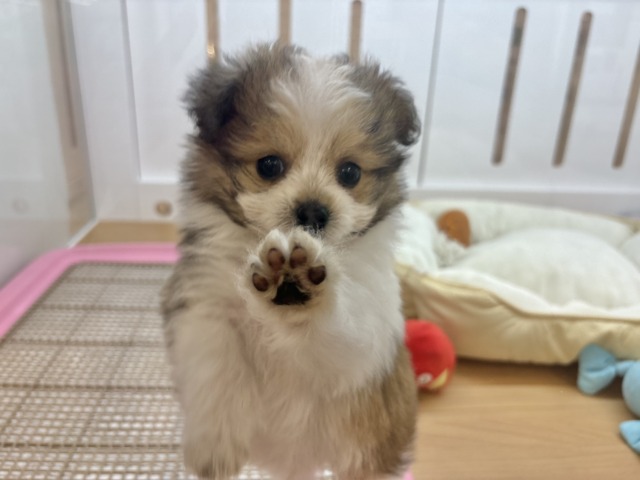 シープー