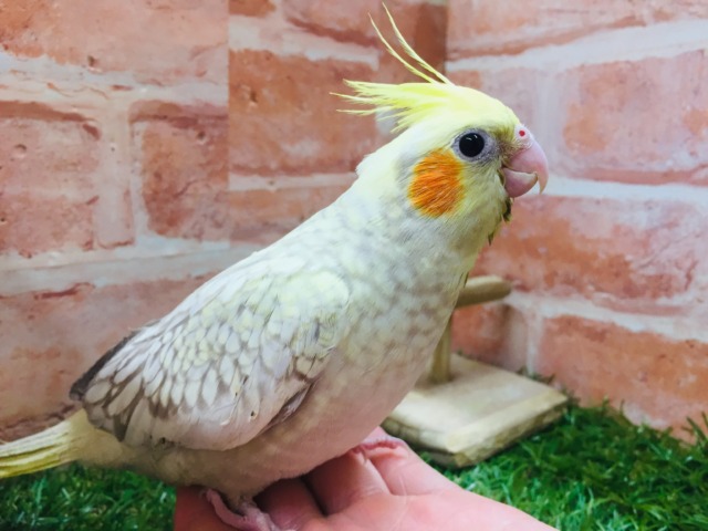 シナモンパールカラーのオカメちゃんがやってきましたよ~💛💛 オカメインコ オカメインコ