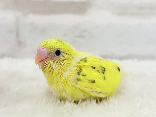 ふわっと♬のりのりたまたま🐣💛セキセイインコ(黄色ハルクイン) ヒナ セキセイインコ