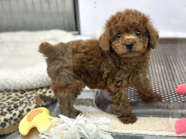なでなで大好き♡かまちょなトイプーくん❤️2026年2月13日生まれ 男の子 トイプードル