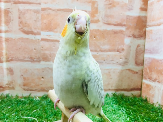 シナモンパールカラーのオカメちゃんがやってきましたよ~💛💛 オカメインコ オカメインコ