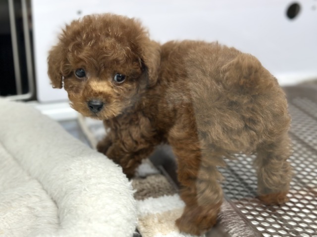 なでなで大好き♡かまちょなトイプーくん❤️2026年2月13日生まれ 男の子 トイプードル