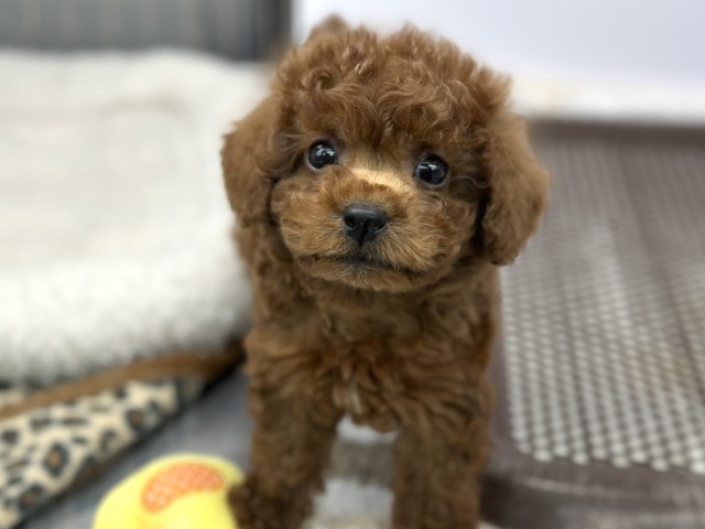 なでなで大好き♡かまちょなトイプーくん❤️2026年2月13日生まれ 男の子 トイプードル