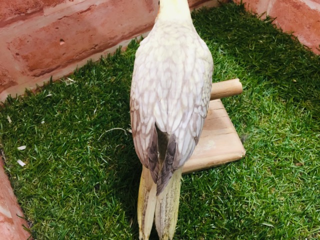 シナモンパールカラーのオカメちゃんがやってきましたよ~💛💛 オカメインコ オカメインコ