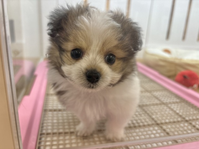 シープー