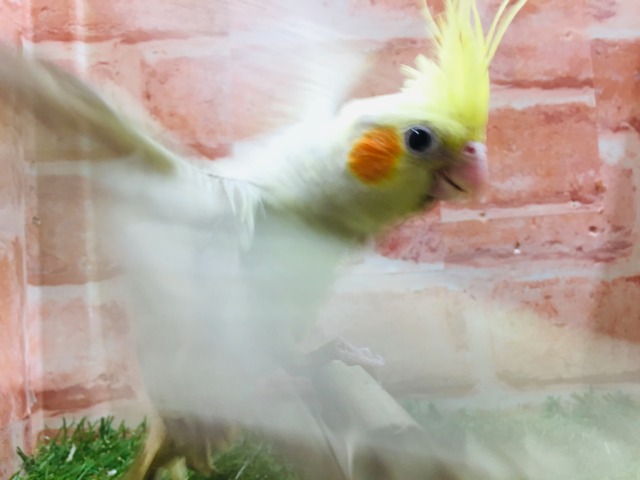 シナモンパールカラーのオカメちゃんがやってきましたよ~💛💛 オカメインコ オカメインコ
