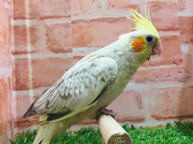 シナモンパールカラーのオカメちゃんがやってきましたよ~💛💛 オカメインコ オカメインコ