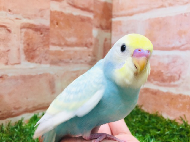 ②色鮮やかなセキセイちゃん🌈🌈🌈🌈 セキセイインコ(レインボー系) セキセイインコ