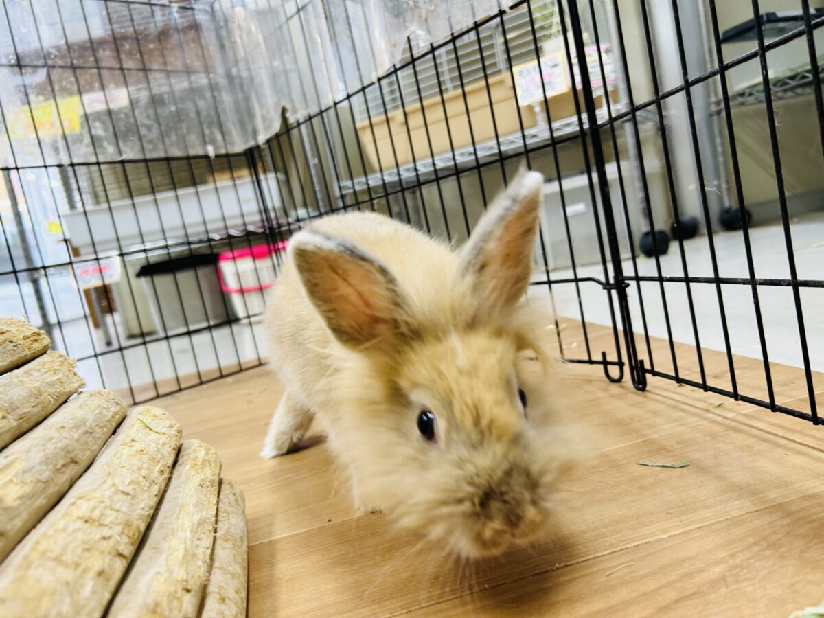 【⭐️最新画像更新⭐️】モッフモフの可愛いウサちゃんがやってきましたよ~💗💗💗 ライオンラビット(オレンジ) ライオンラビット