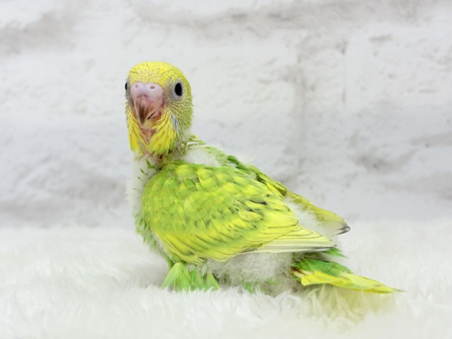 フレッシュ感たっぷり♡若草ベイビー🐣🌿セキセイインコ(スパングル) ヒナ セキセイインコ