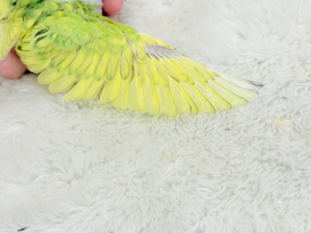 フレッシュ感たっぷり♡若草ベイビー🐣🌿セキセイインコ(スパングル) ヒナ セキセイインコ