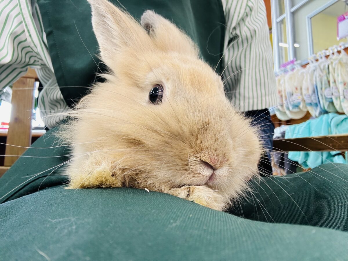 【⭐️最新画像更新⭐️】モッフモフの可愛いウサちゃんがやってきましたよ~💗💗💗 ライオンラビット(オレンジ) ライオンラビット