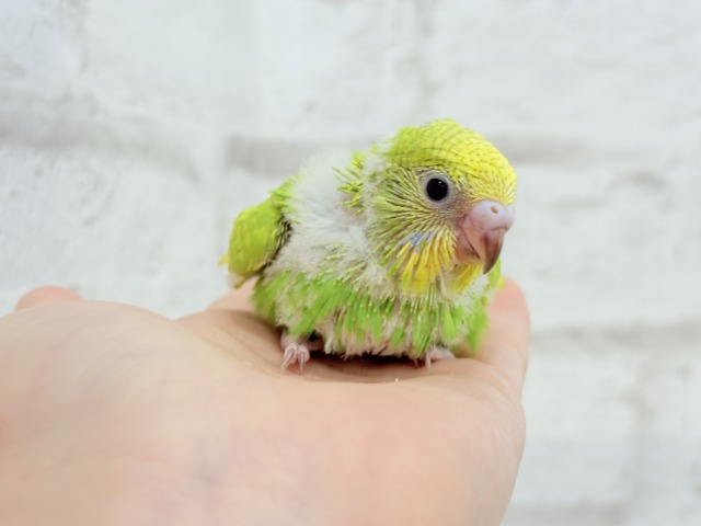 フレッシュ感たっぷり♡若草ベイビー🐣🌿セキセイインコ(スパングル) ヒナ セキセイインコ
