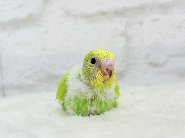 フレッシュ感たっぷり♡若草ベイビー🐣🌿セキセイインコ(スパングル) ヒナ セキセイインコ