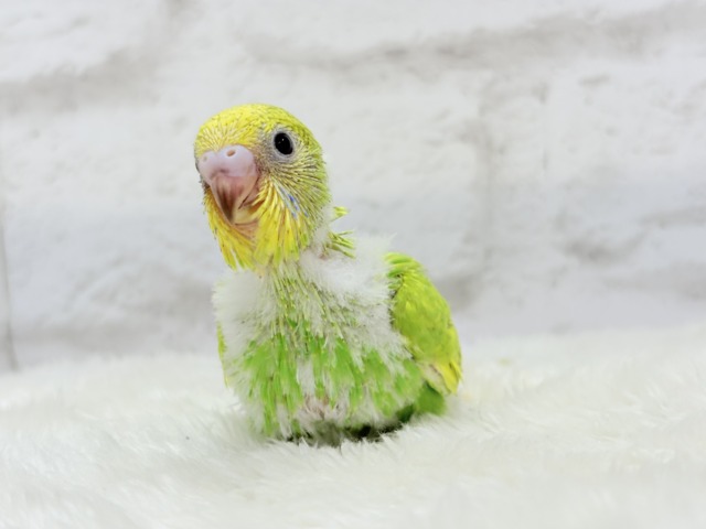 フレッシュ感たっぷり♡若草ベイビー🐣🌿セキセイインコ(スパングル) ヒナ セキセイインコ