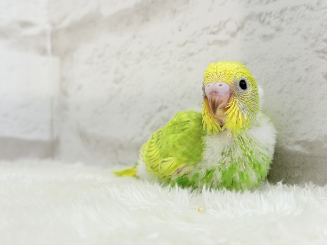 フレッシュ感たっぷり♡若草ベイビー🐣🌿セキセイインコ(スパングル) ヒナ セキセイインコ
