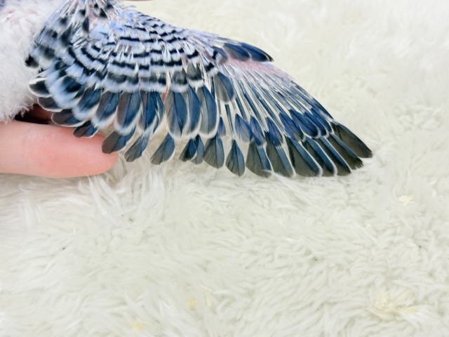 【最新画像更新🪄】わた毛に包まれた妖精さん🐣🌟セキセイインコ(オパーリン) ヒナ セキセイインコ