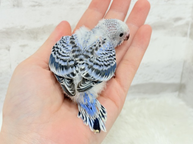【最新画像更新🪄】わた毛に包まれた妖精さん🐣🌟セキセイインコ(オパーリン) ヒナ セキセイインコ