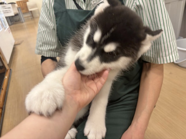 超ホヤホヤ最新画像✨超絶イケメンとは俺のこと?シベリアンハスキーくん! シベリアンハスキー