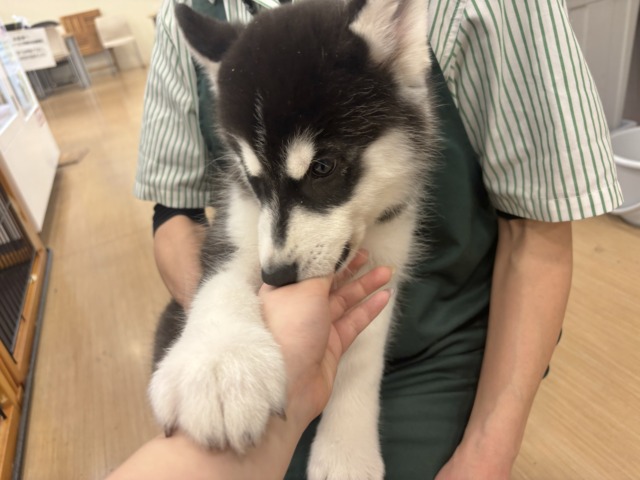 超ホヤホヤ最新画像✨超絶イケメンとは俺のこと?シベリアンハスキーくん! シベリアンハスキー
