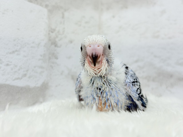 【最新画像更新🪄】わた毛に包まれた妖精さん🐣🌟セキセイインコ(オパーリン) ヒナ セキセイインコ