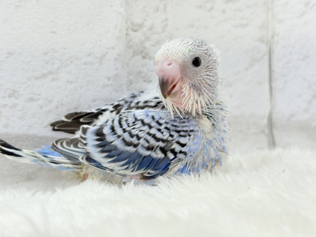【最新画像更新🪄】わた毛に包まれた妖精さん🐣🌟セキセイインコ(オパーリン) ヒナ セキセイインコ