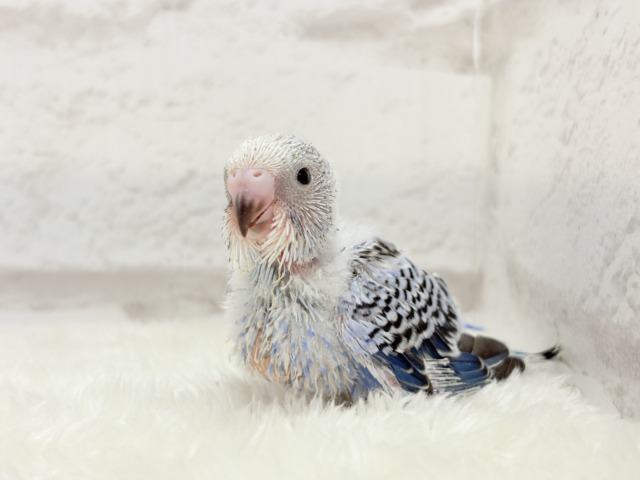 【最新画像更新🪄】わた毛に包まれた妖精さん🐣🌟セキセイインコ(オパーリン) ヒナ セキセイインコ