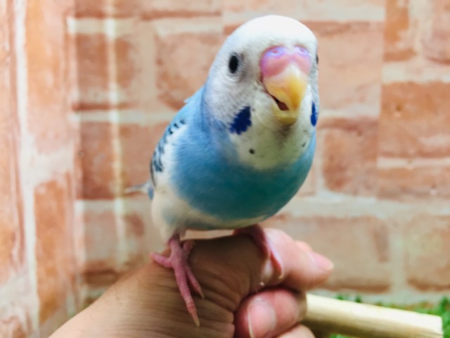 元気いっぱい💙💙💙 セキセイインコ(パイド) セキセイインコ