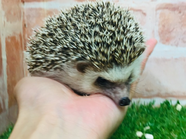 もちもちハリネズミの”ブーちゃん”がやってきましたー(*’▽’)💗💗💗 ヨツユビハリネズミ