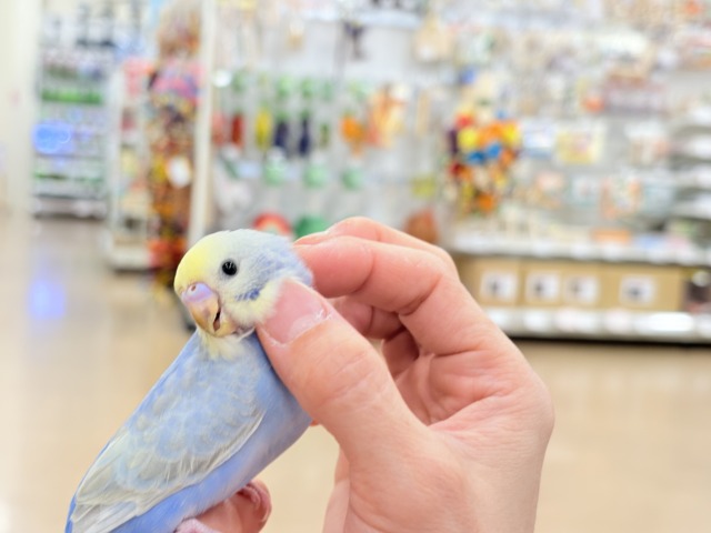【最新画像更新🪄もうすぐひとり餌☆】うるうるおめめがたまらん可愛さっ💖💖セキセイインコ(パステルレインボー) ヒナ セキセイインコ