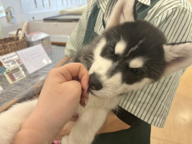 超ホヤホヤ最新画像✨超絶イケメンとは俺のこと?シベリアンハスキーくん! シベリアンハスキー