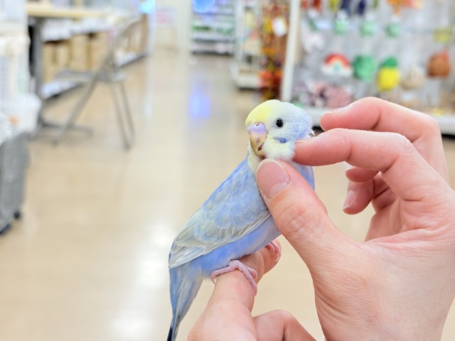 【最新画像更新🪄もうすぐひとり餌☆】うるうるおめめがたまらん可愛さっ💖💖セキセイインコ(パステルレインボー) ヒナ セキセイインコ