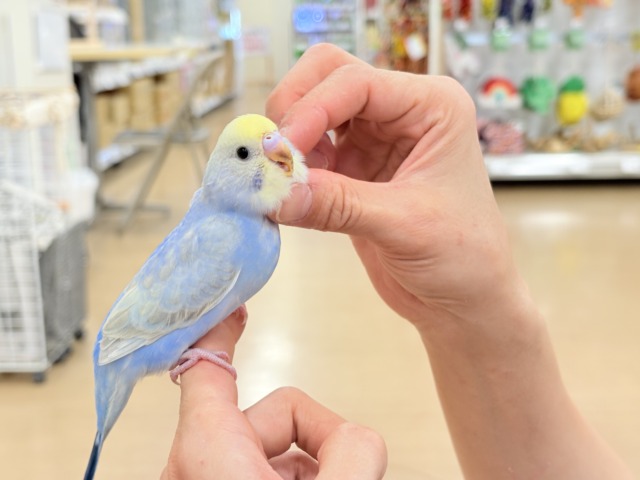 【最新画像更新🪄もうすぐひとり餌☆】うるうるおめめがたまらん可愛さっ💖💖セキセイインコ(パステルレインボー) ヒナ セキセイインコ