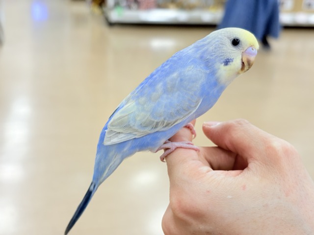【最新画像更新🪄もうすぐひとり餌☆】うるうるおめめがたまらん可愛さっ💖💖セキセイインコ(パステルレインボー) ヒナ セキセイインコ
