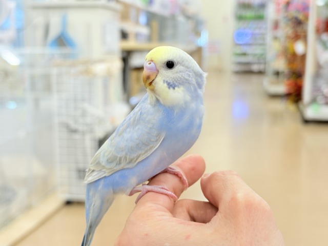 【最新画像更新🪄もうすぐひとり餌☆】うるうるおめめがたまらん可愛さっ💖💖セキセイインコ(パステルレインボー) ヒナ セキセイインコ